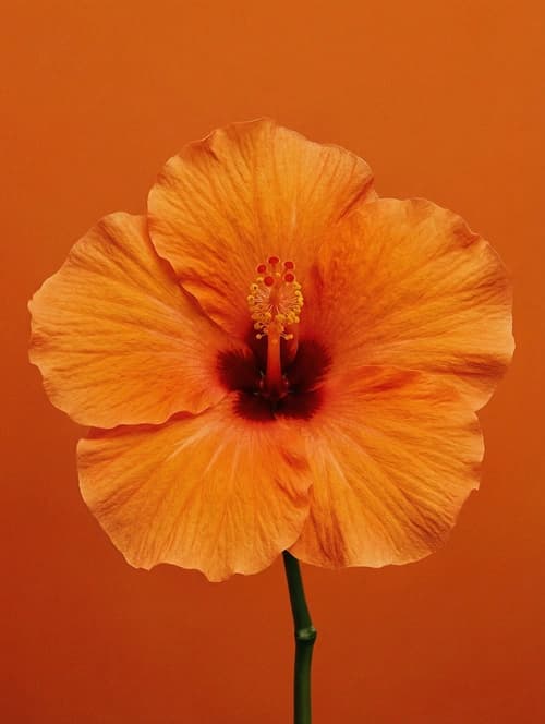 Orange Hibiskusblüte vor warmem Hintergrund
