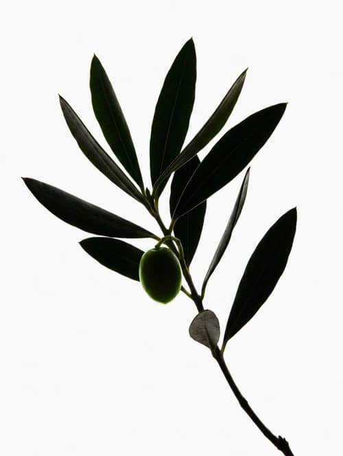 Eucalyptus as greenery