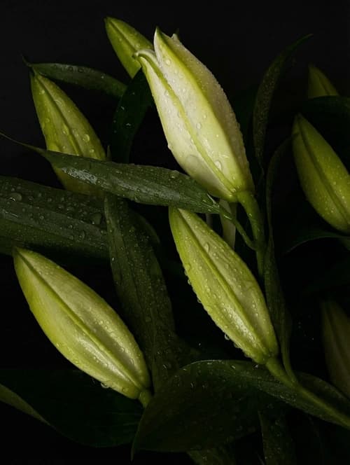 Pale lily blooms in a vase — beautiful, yet highly dangerous for cats