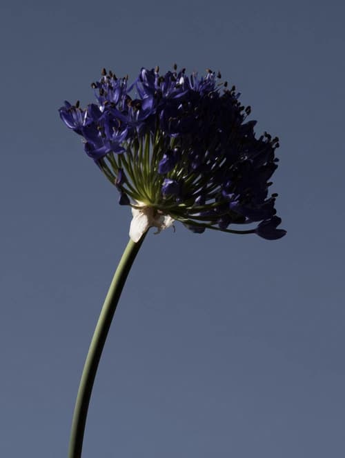 Agapanthus mit blauen Blüten gegen klaren Himmel