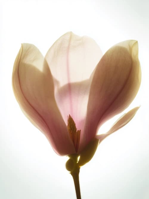 Magnolie im Gegenlicht