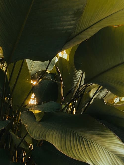 Tropical leaves in backlight