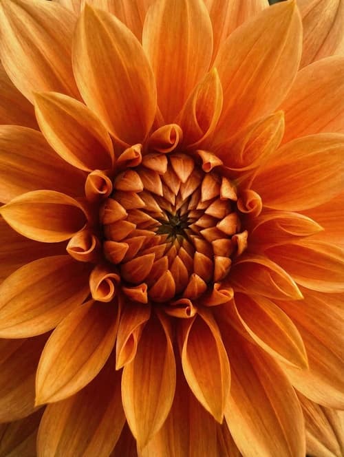 Orange Dahlie im Makro
