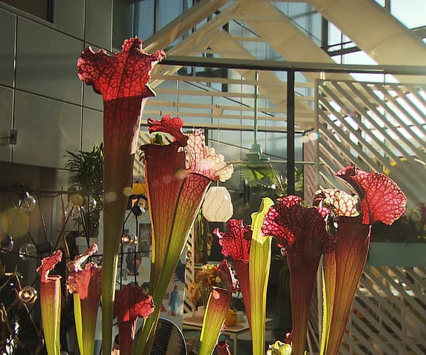 Sarracenia-Schlauchpflanzen in einem hellen Glas-Foyer