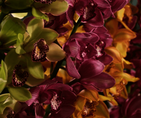 Cymbidium-Orchideen in dunklen Rot- und Grüntönen