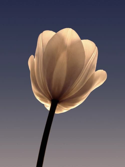 White tulip against an evening sky — freshness in detail