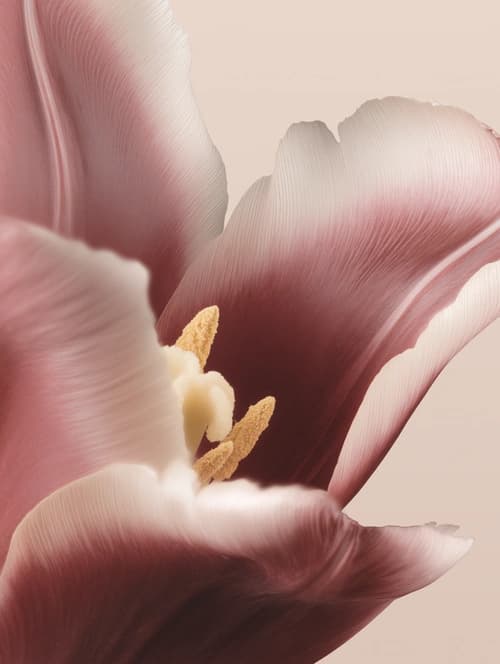 Pink tulip detail — romantic and soft