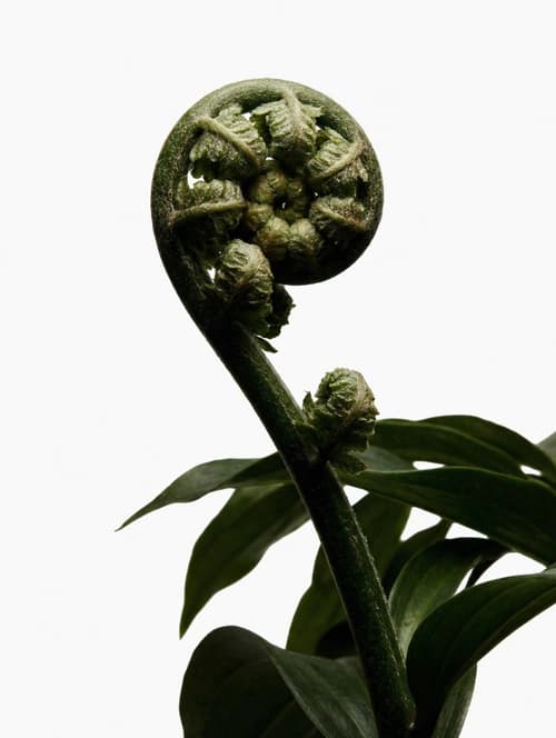 Calathea prayer plant with patterned leaves