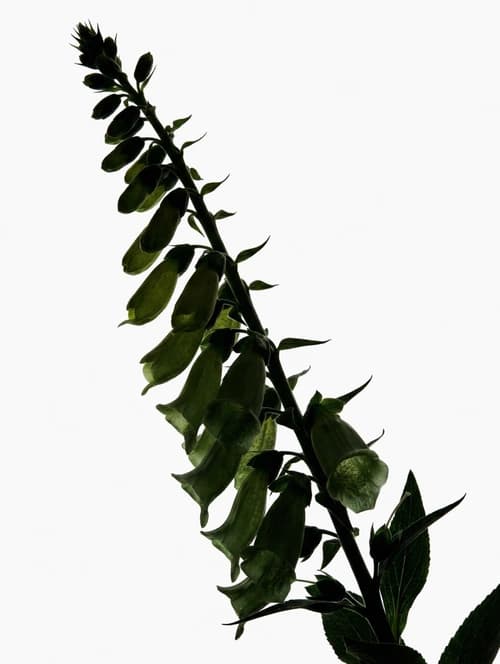 Maranta leuconeura (prayer plant) with patterned green leaves and red veins in a pot