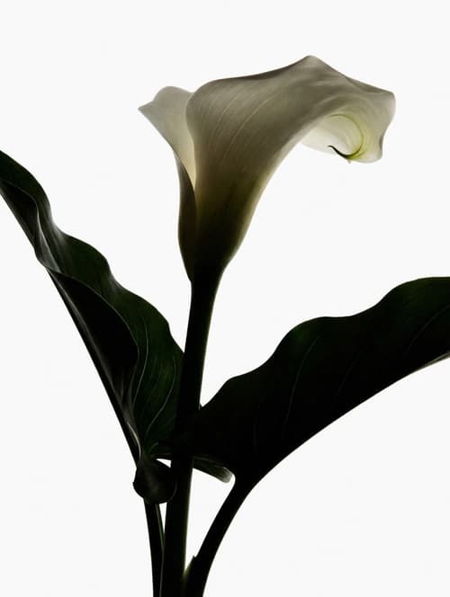 Dieffenbachia houseplant with large green and cream-white variegated leaves