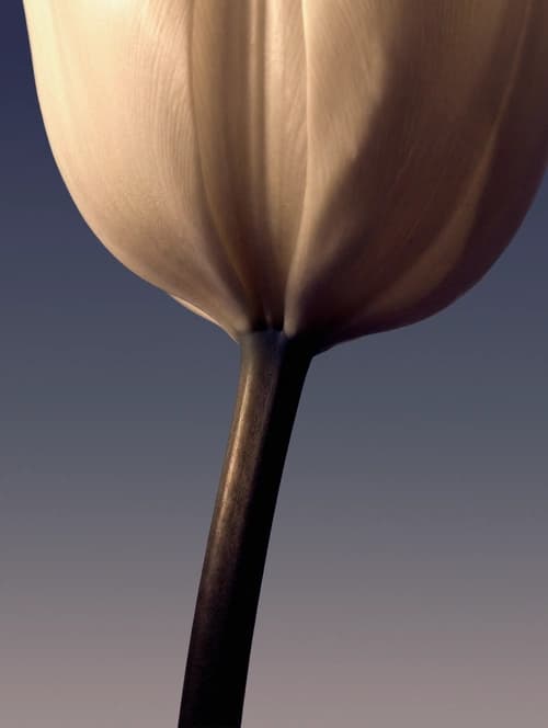 Alocasia elephant ear houseplant with large arrow-shaped dark green leaves and light venation