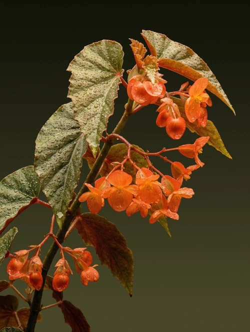 Begonia houseplant with decorative, patterned foliage